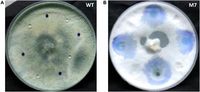 Whole Genome Sequencing Reveals Major Deletions in the Genome of M7, a Gamma Ray-Induced Mutant of Trichoderma virens That Is Repressed in Conidiation, Secondary Metabolism, and Mycoparasitism